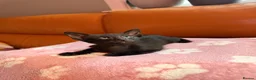 Oriental cats for sale: Beautiful Siamese & Oriental Kittens  - Advert 21