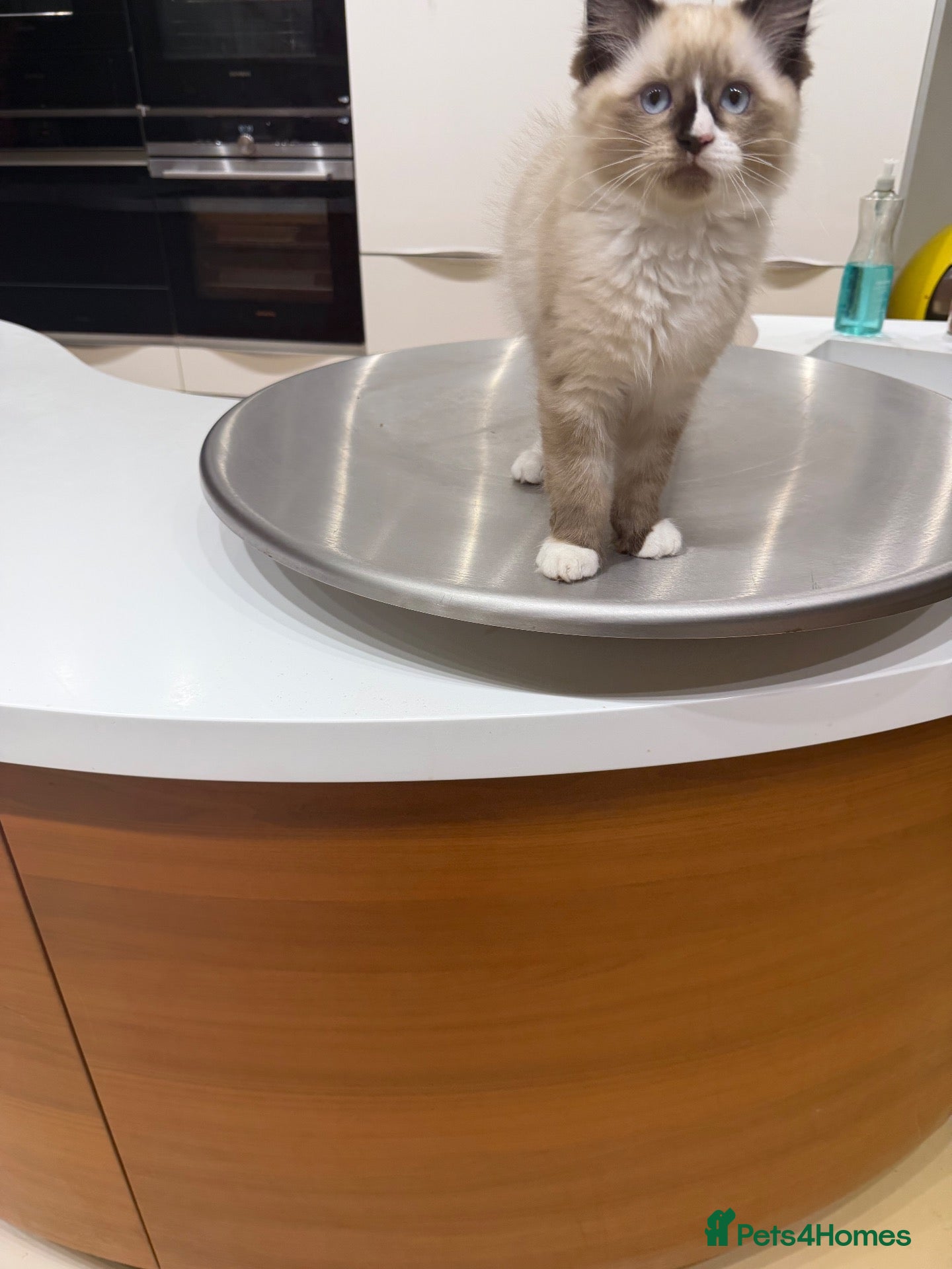 Ragdoll cats Super rare cute cuddly confident ragdoll kittens - Advert 2