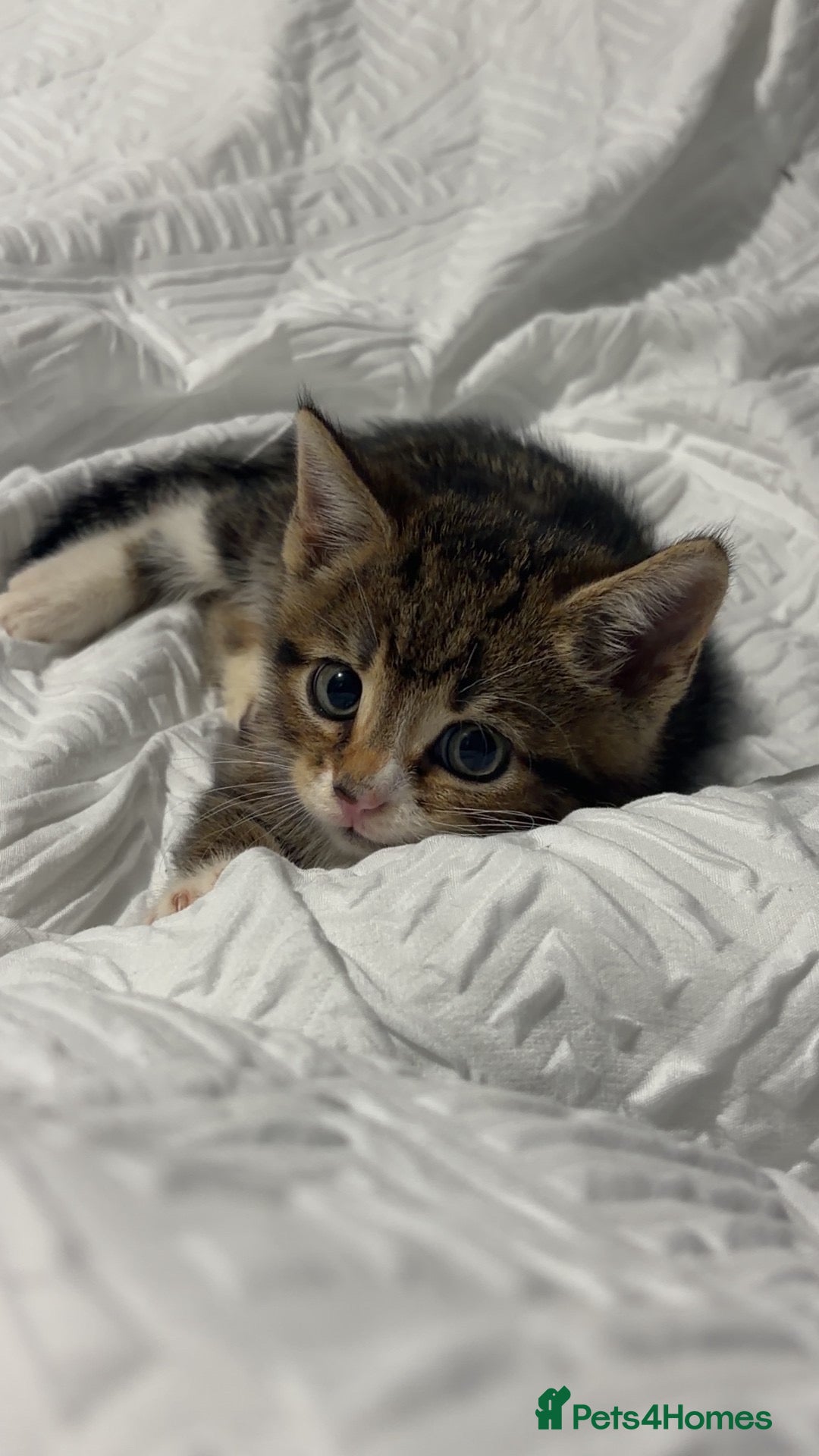 Mixed Breed cats 11 Week Male Kitten - Advert 1