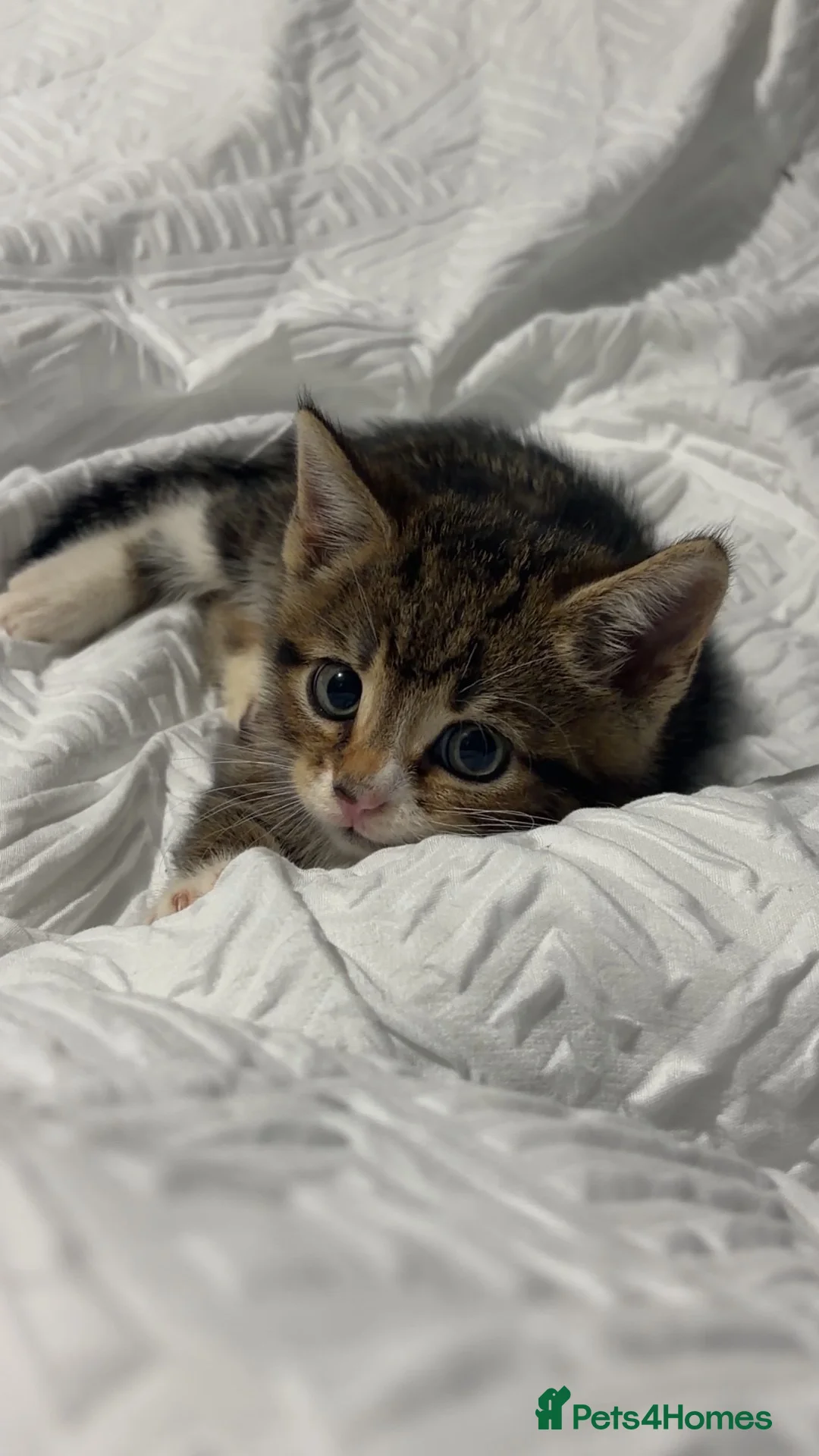 Mixed Breed cats for sale: 11 Week Male Kitten - Advert 1