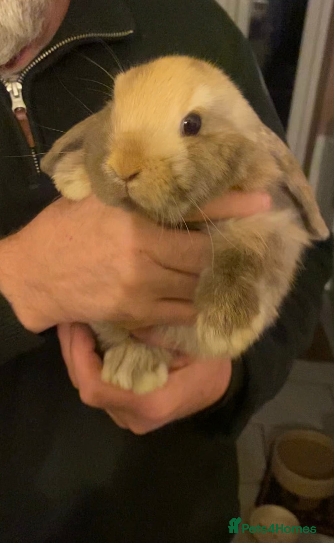 Mini Lop rabbits for sale: Both sold- 2 harli mini lops males 10 weeks - Advert 1