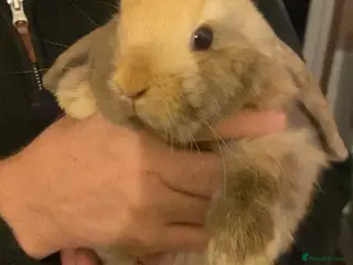 Mini Lop rabbits Both sold- 2 harli mini lops males 10 weeks - Advert 12