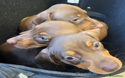 Miniature Dachshund dogs for sale: Miniature Dachshund Girls - Image 1