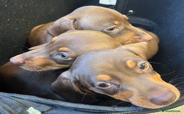 Miniature Dachshund dogs - Advert 4