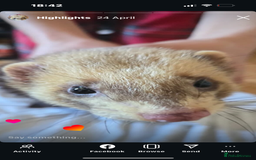 Ferret rodents for sale: Hob ferret - Image 4