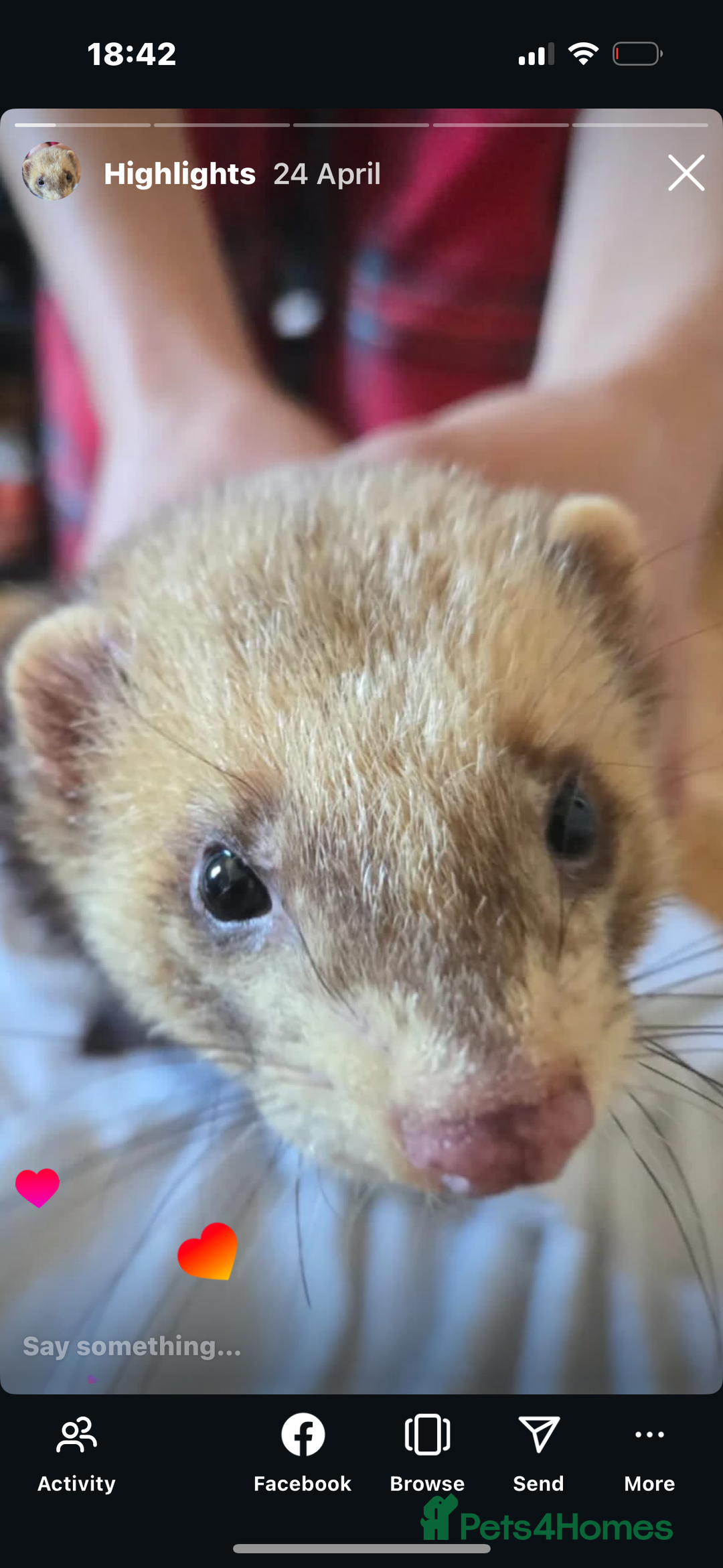 Ferret rodents for sale: Hob ferret - Image 4