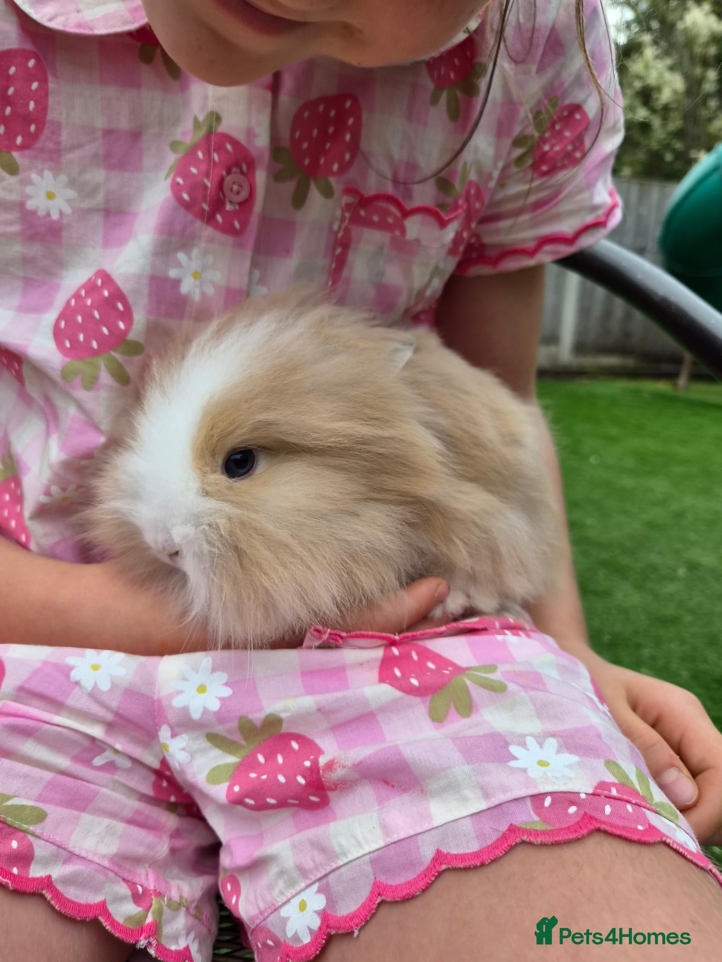 Lionhead rabbits (READY NOW) Lion head x Angora - Advert 1
