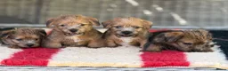 Norfolk Terrier dogs for sale: Stunning KC registered Norfolk terriers - Advert 10