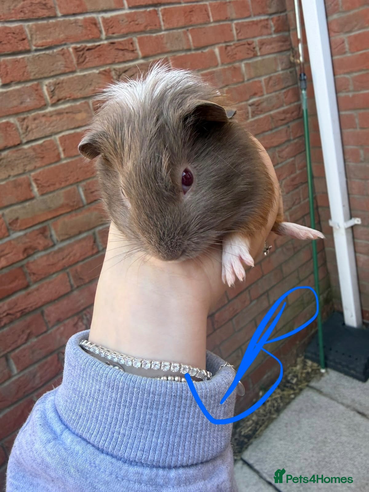 Guinea Pig rodents Mixed Guinea Pigs for Sale  - Advert 1