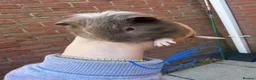 Guinea Pig rodents for sale: Mixed Guinea Pigs for Sale  - Advert 1
