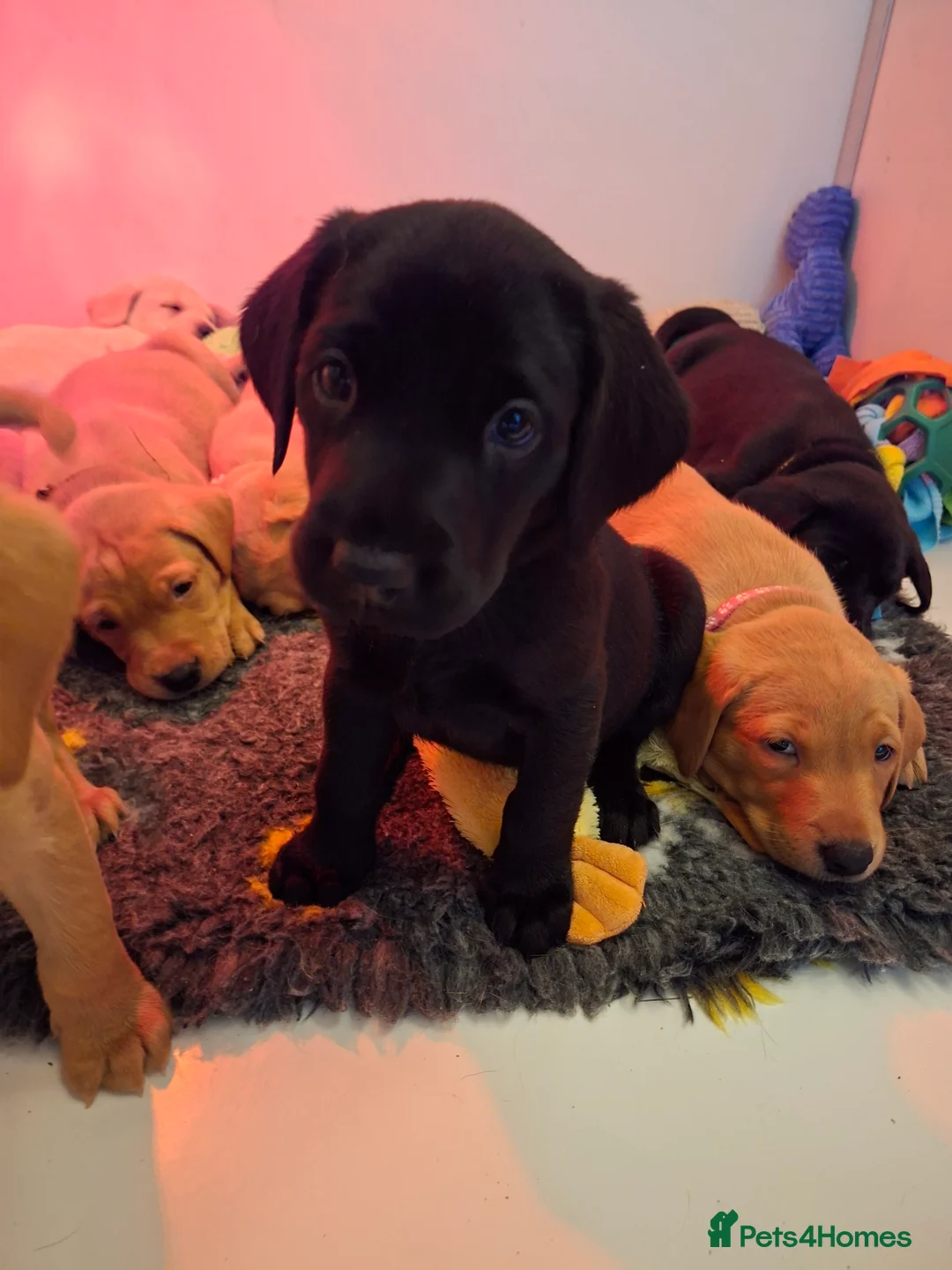 Labrador Retriever dogs for sale: Labrador Retriever litter - Advert 23