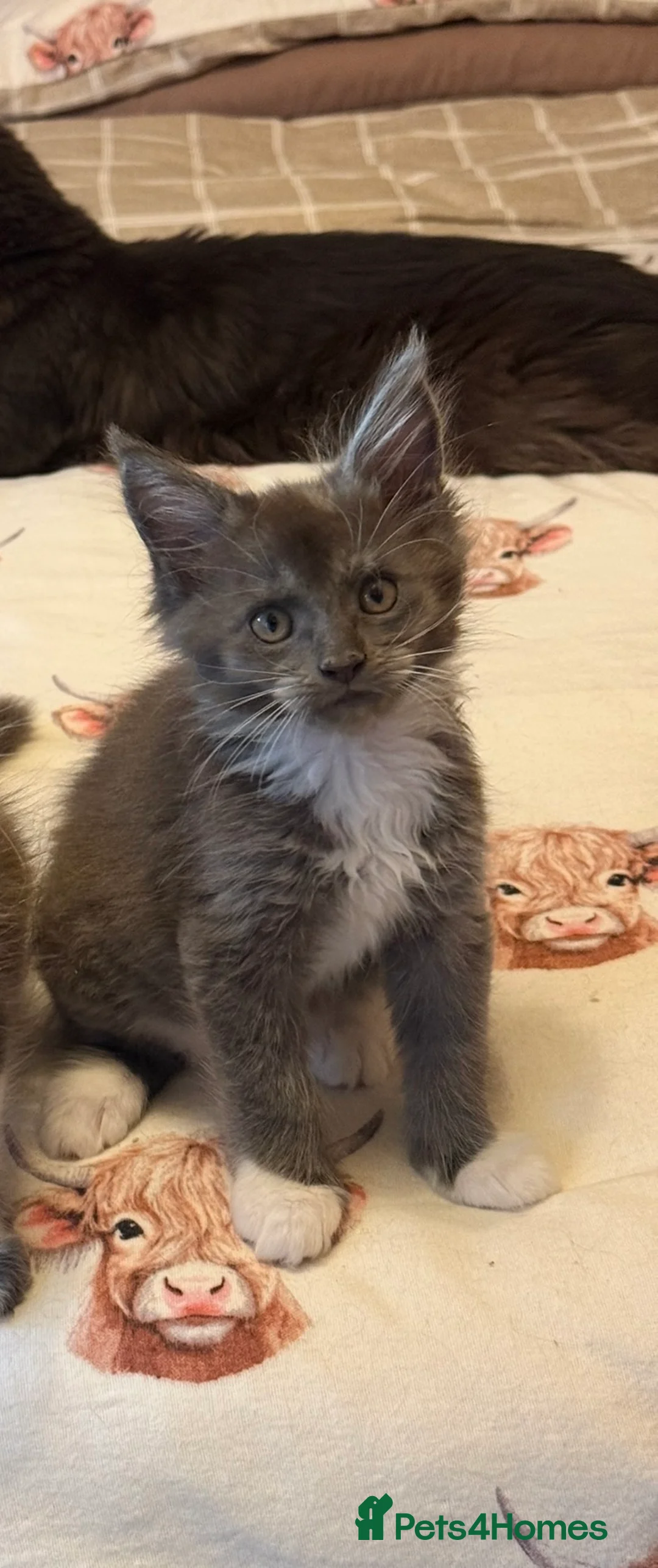 Maine Coon cats for sale: Stunning Maine Coon Litter Of Kittens  - Advert 2