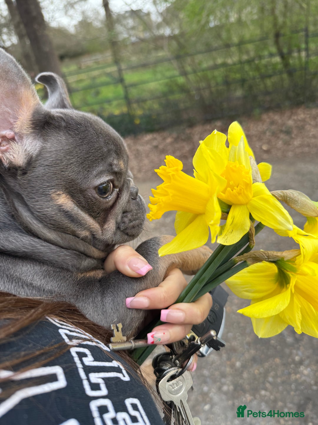 French Bulldog dogs for stud: 🐾 FRENCH BULLDOG STUD – MEET REGGIE! 🐾 - Advert 3