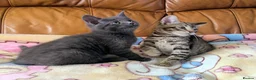 Bengal cats for sale: Adorable friendly Bengal kittens ready now!! - Advert 18