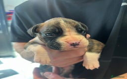 Boxer dogs for sale: 6 Beautiful Boxer Puppies - Image 11