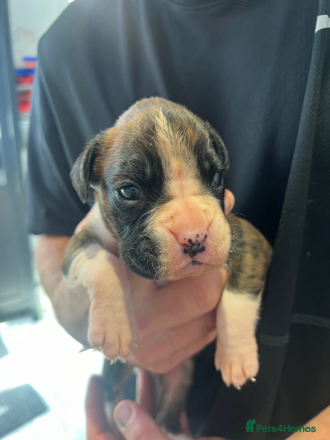 Boxer dogs for sale: 6 Beautiful Boxer Puppies - Image 11