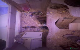 Hamster rodents for sale: hamster and everything included - Image 6