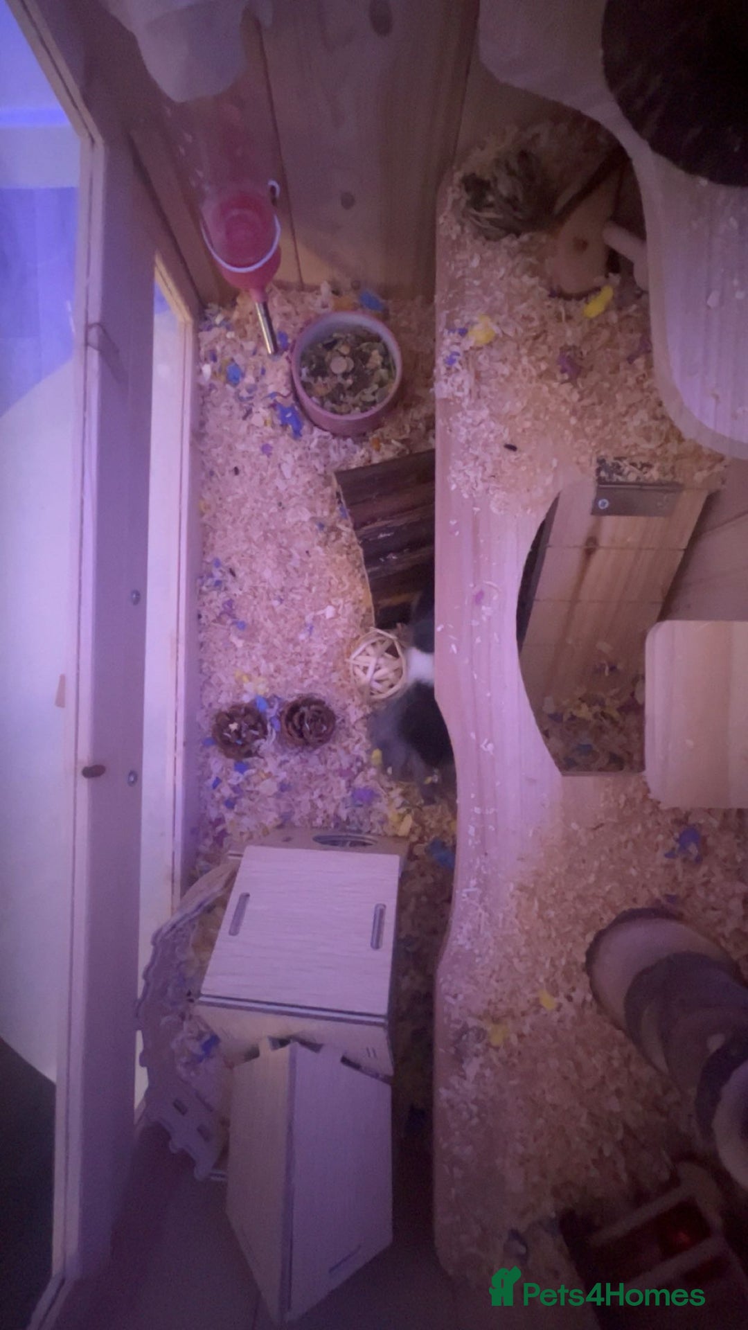 Hamster rodents for sale: hamster and everything included - Image 6