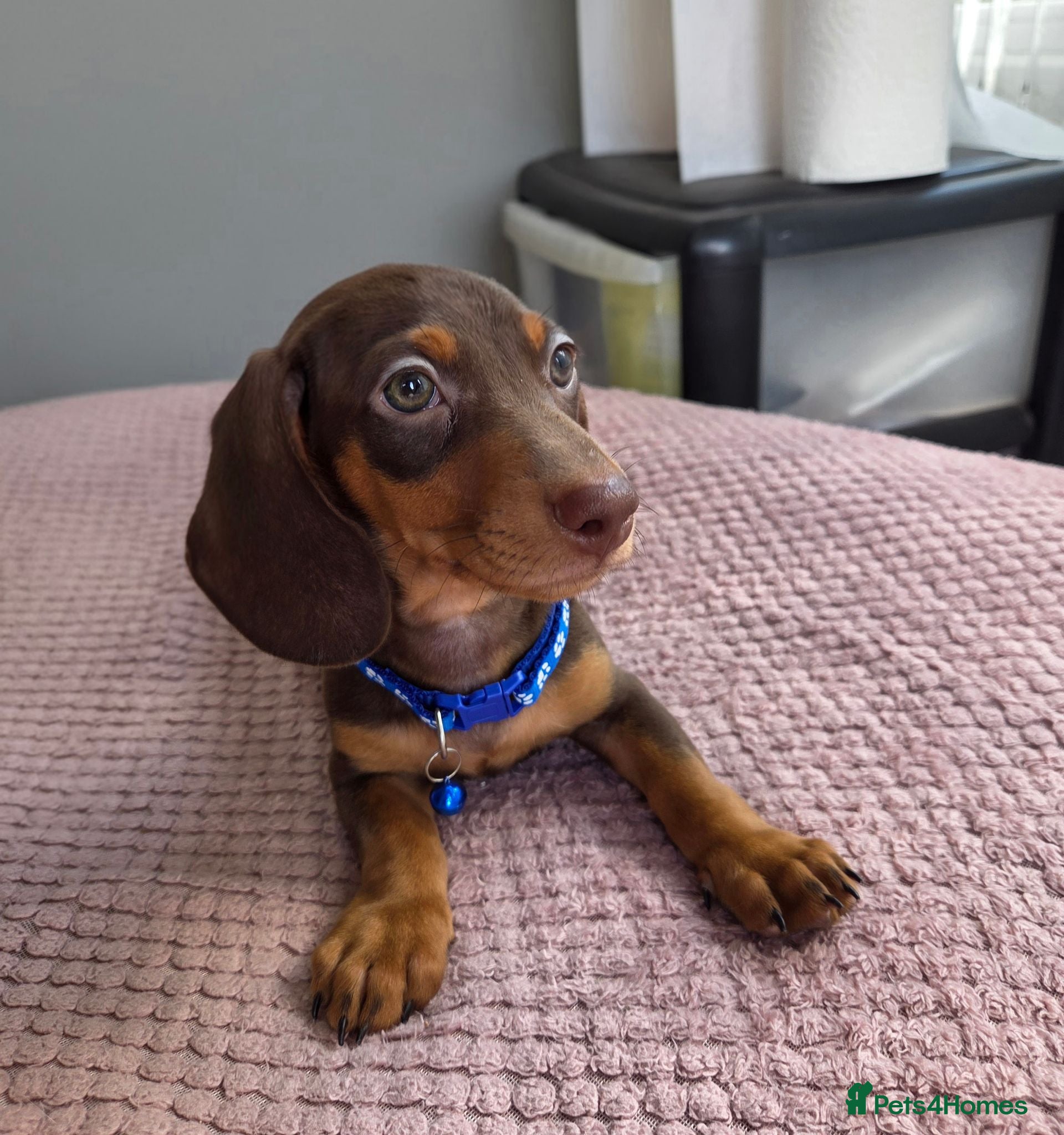 Miniature Dachshund dogs Kc registered Miniature Dachshund  - Advert 1