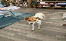 Mixed Breed dogs for adoption: Roscoe Looking For His Forever Home  - Image 7