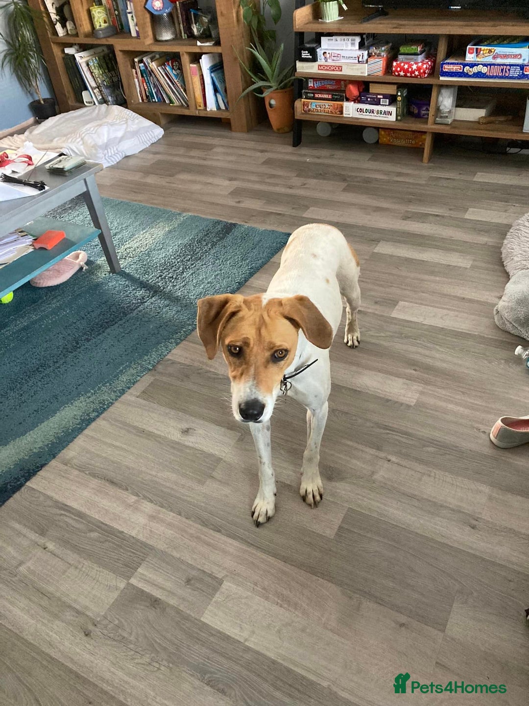 Mixed Breed dogs for adoption: Roscoe Looking For His Forever Home  - Image 7