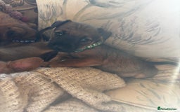 Patterdale Terrier dogs for sale: Patterdale X Border Terrier Pups - Image 2