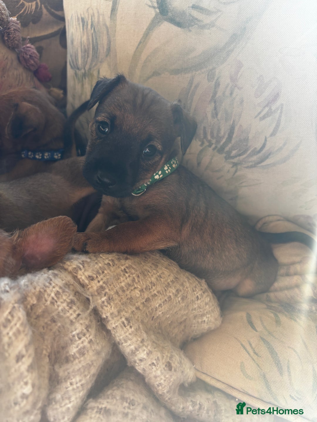 Patterdale Terrier dogs for sale: Patterdale X Border Terrier Pups - Image 2