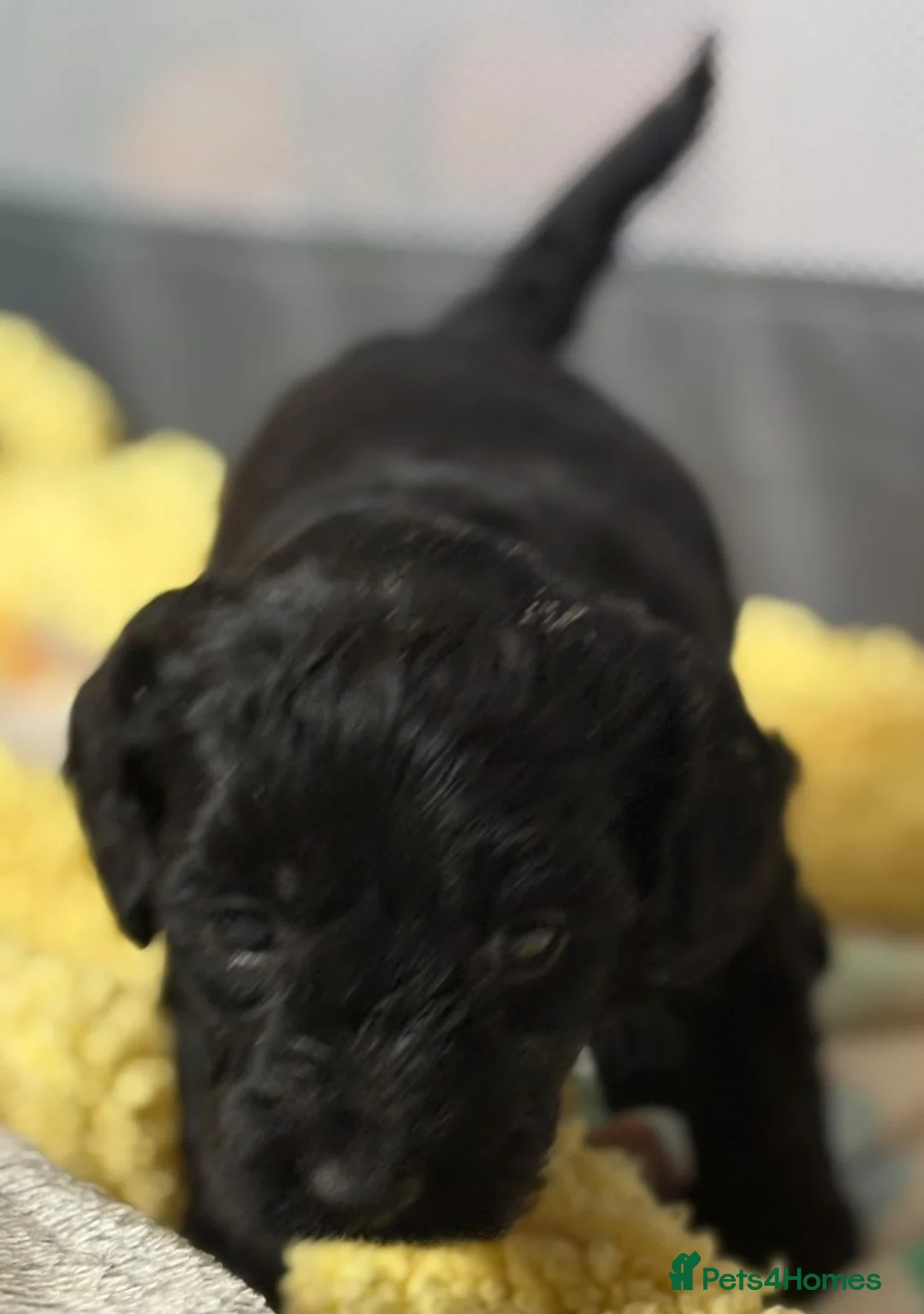 Cockapoo dogs for sale: Cockerpoo F1b Pups for sale (Ready to be rehomed) - Advert 39