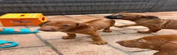 Rhodesian Ridgeback dogs for sale: KC Registered RR Ready for forever Homes 1st July - Advert 4