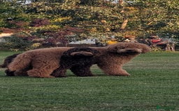 Goldendoodle dogs for sale: Dark red multigenerational standard Goldendoodle - Image 7