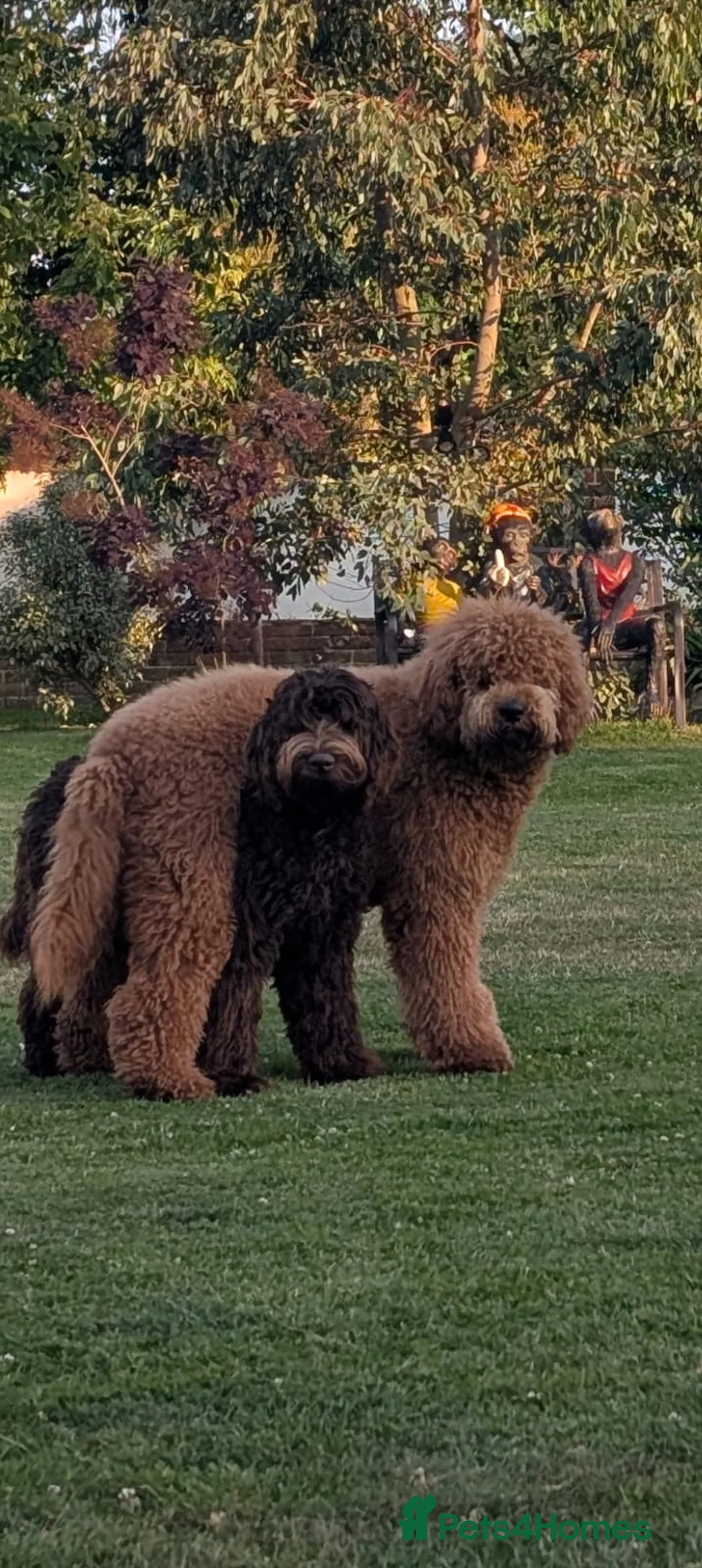 Goldendoodle dogs for sale: Dark red multigenerational standard Goldendoodle - Advert 2