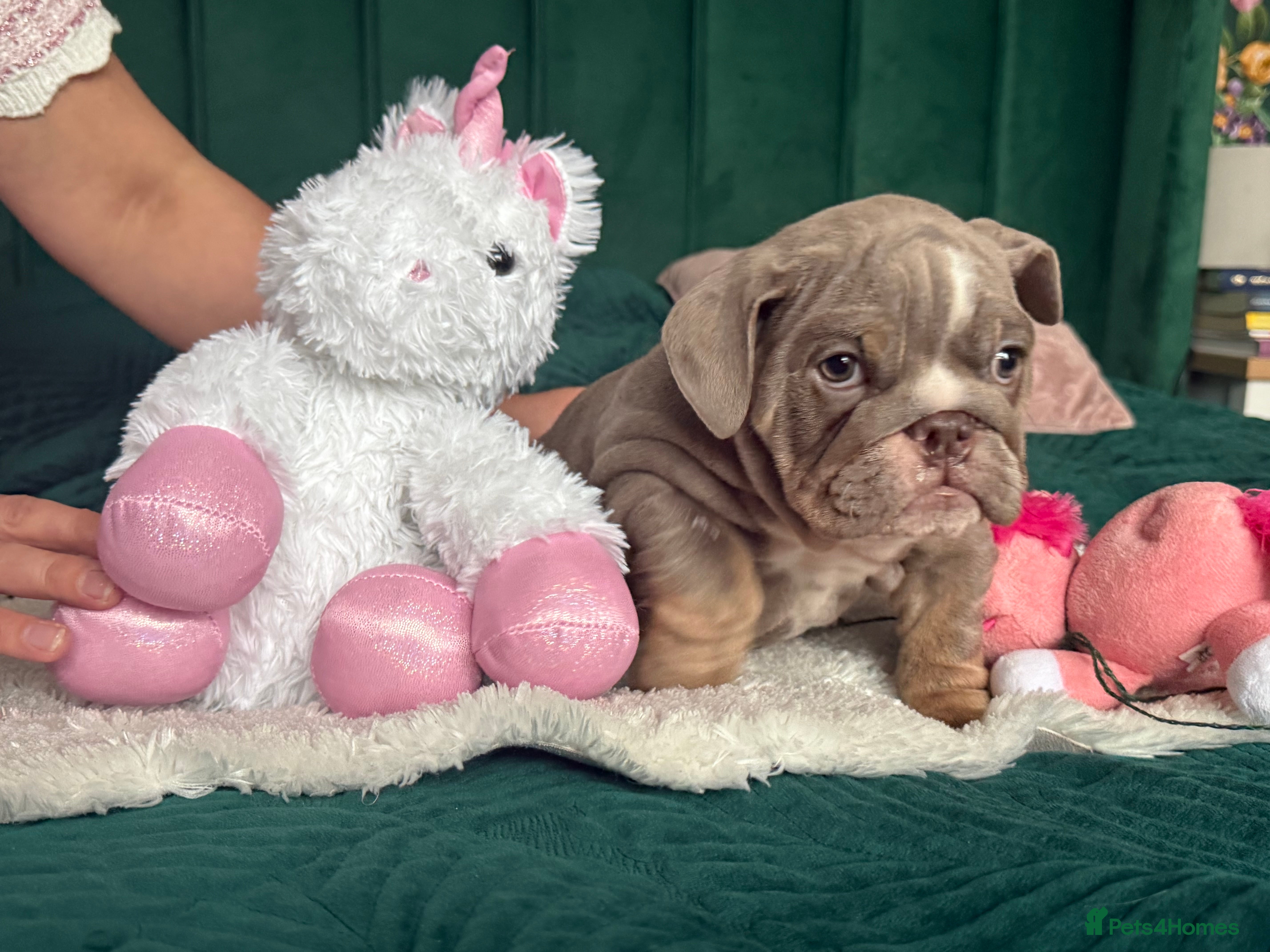 English Bulldog dogs KC registered Puppies  - Advert 17