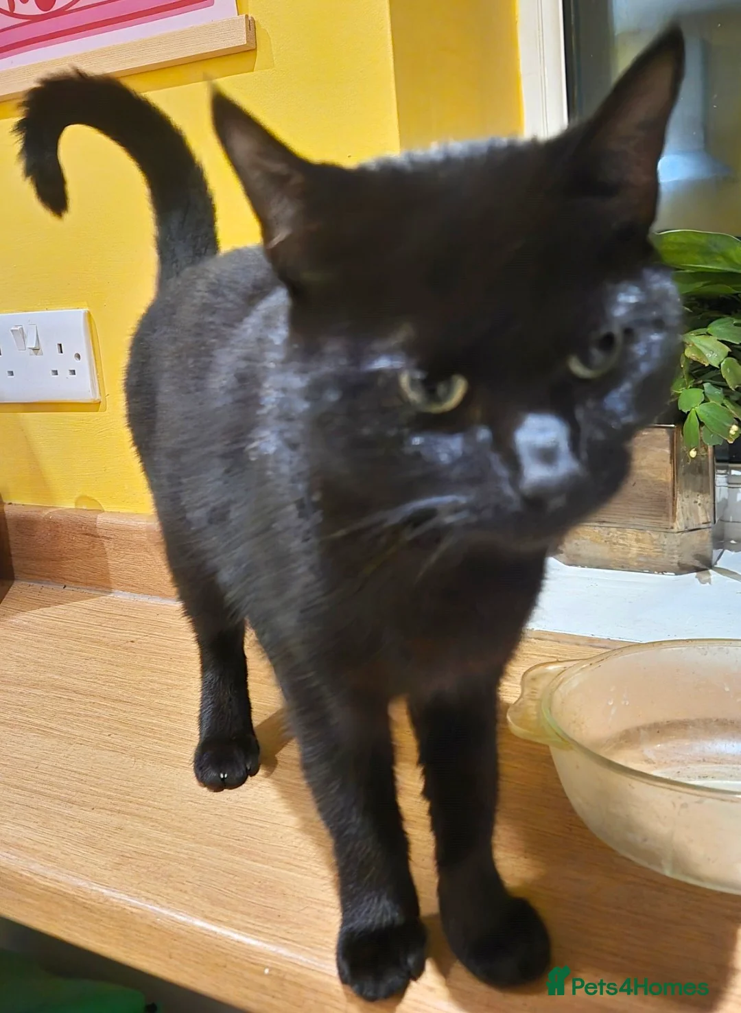 British Shorthair cats for sale: 3 beautiful little kittens !! - Advert 9