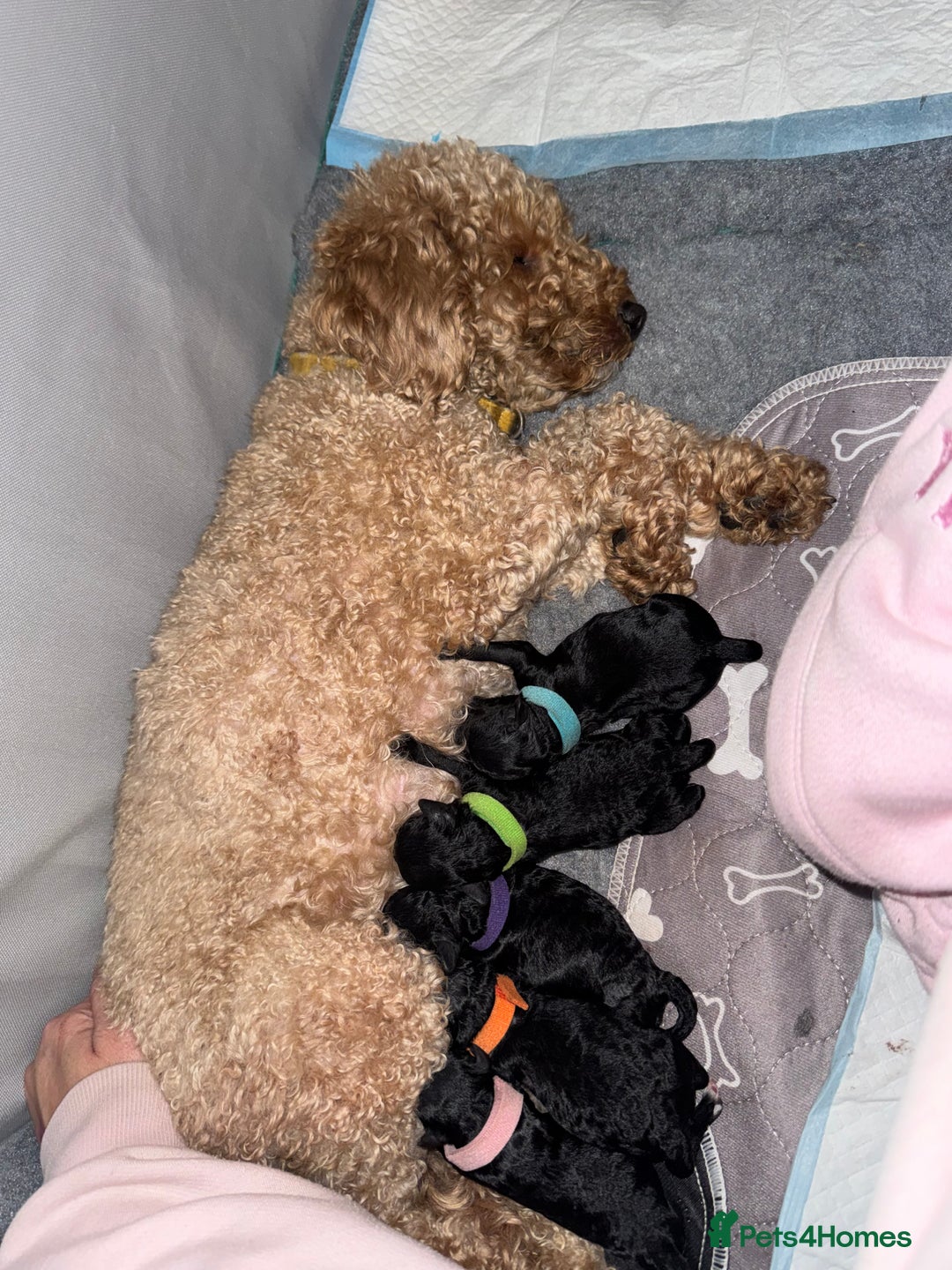 Toy Poodle dogs for sale: Beautiful Toy Poodle Puppies - Ready to reserve - Advert 18