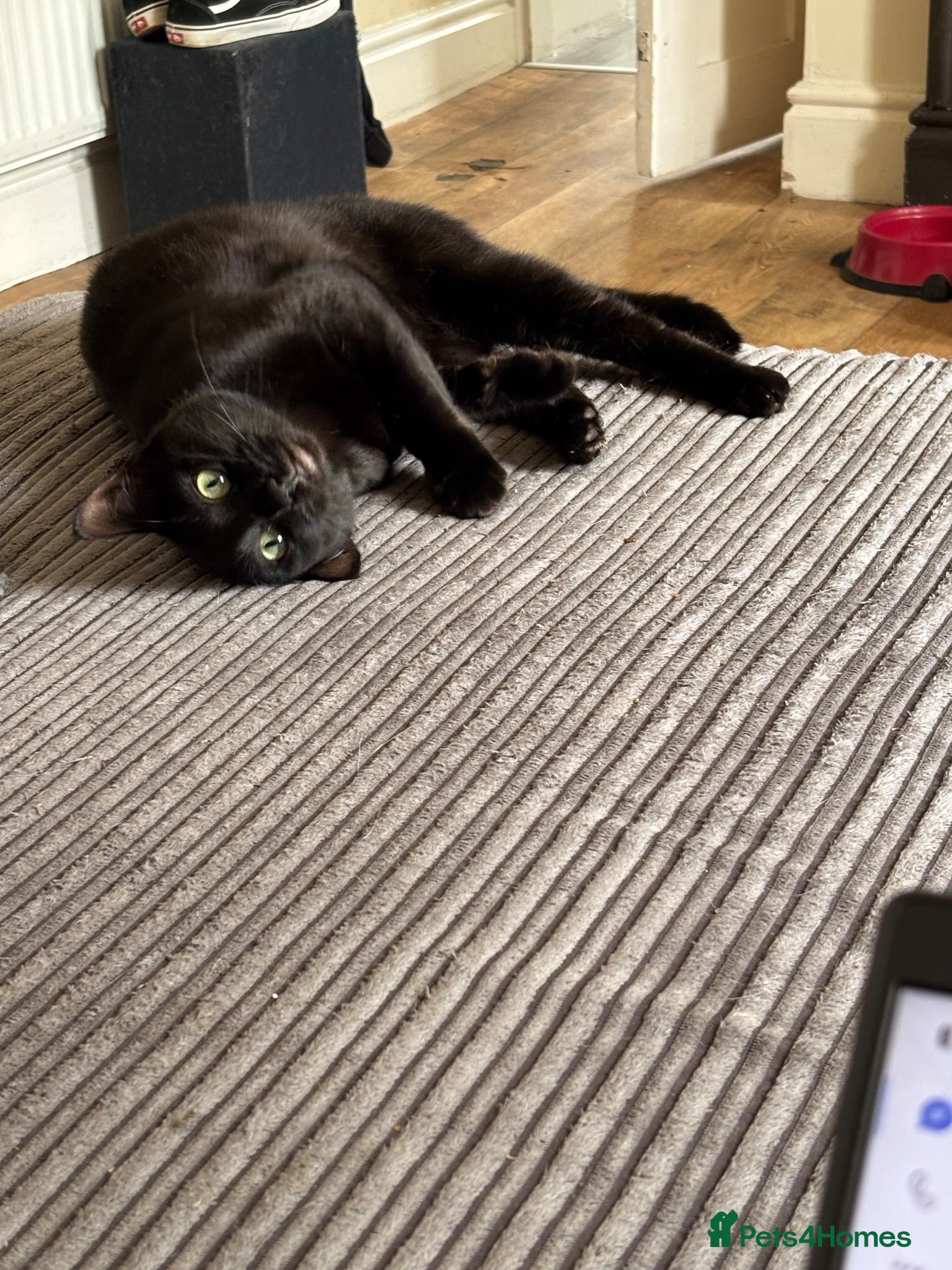 Bengal cats Year old melanistic bengal  - Advert 2