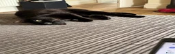 Bengal cats for sale: Year old melanistic bengal  - Advert 1