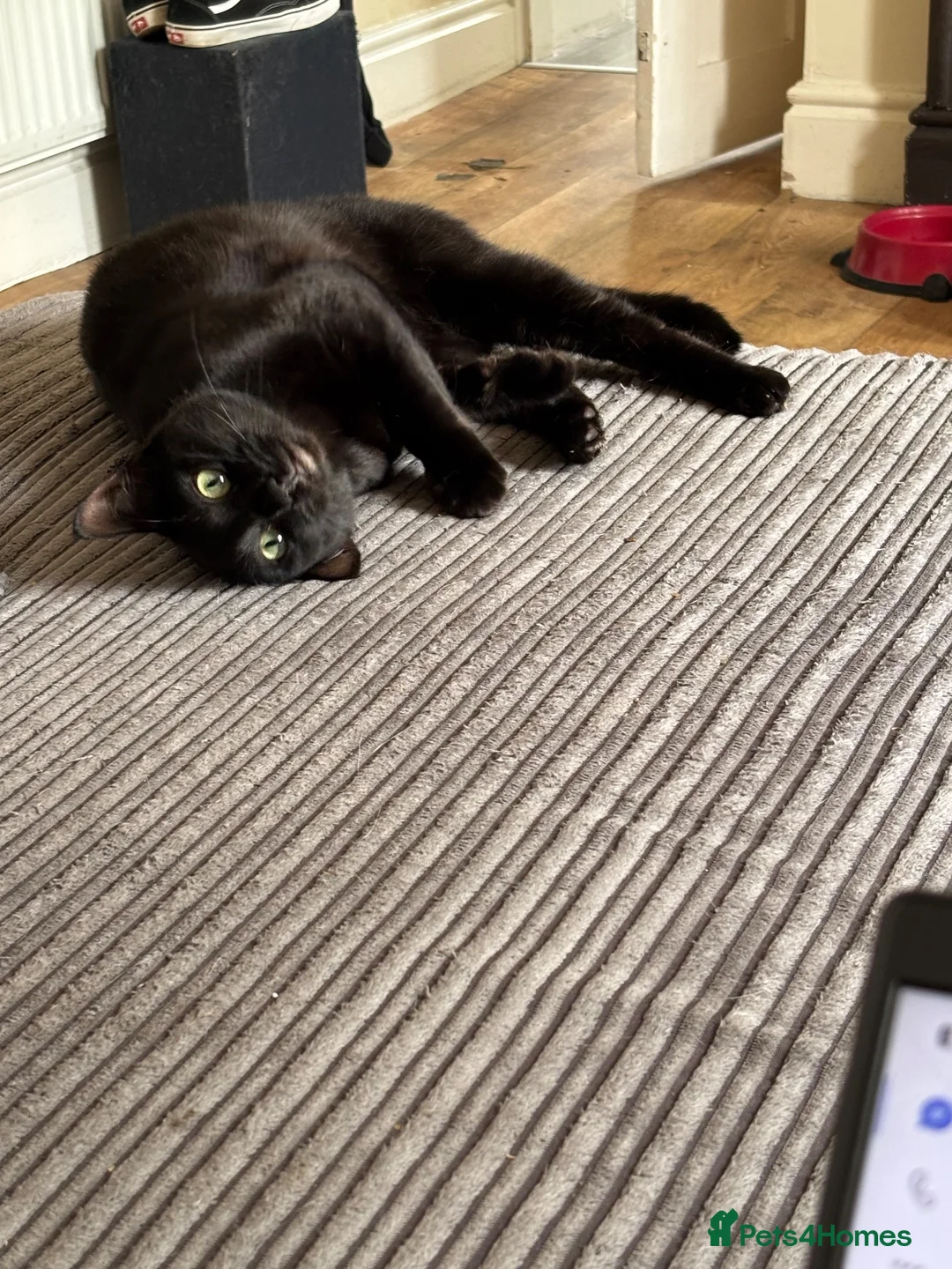Bengal cats for sale: Year old melanistic bengal  - Advert 1