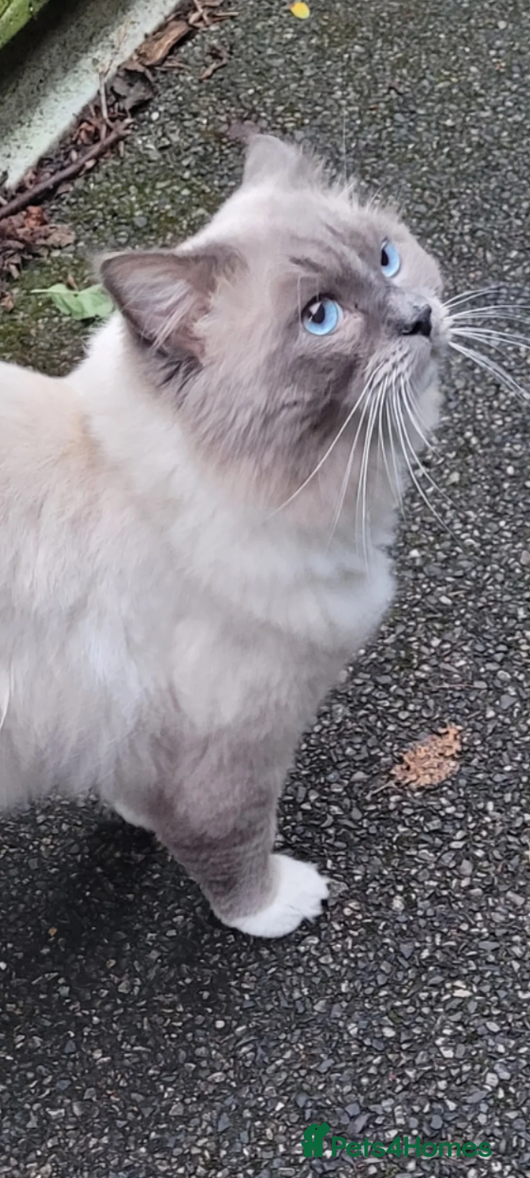 Ragdoll cats for stud: GCCF registered RAGDOLL STUD in Slough - Advert 3