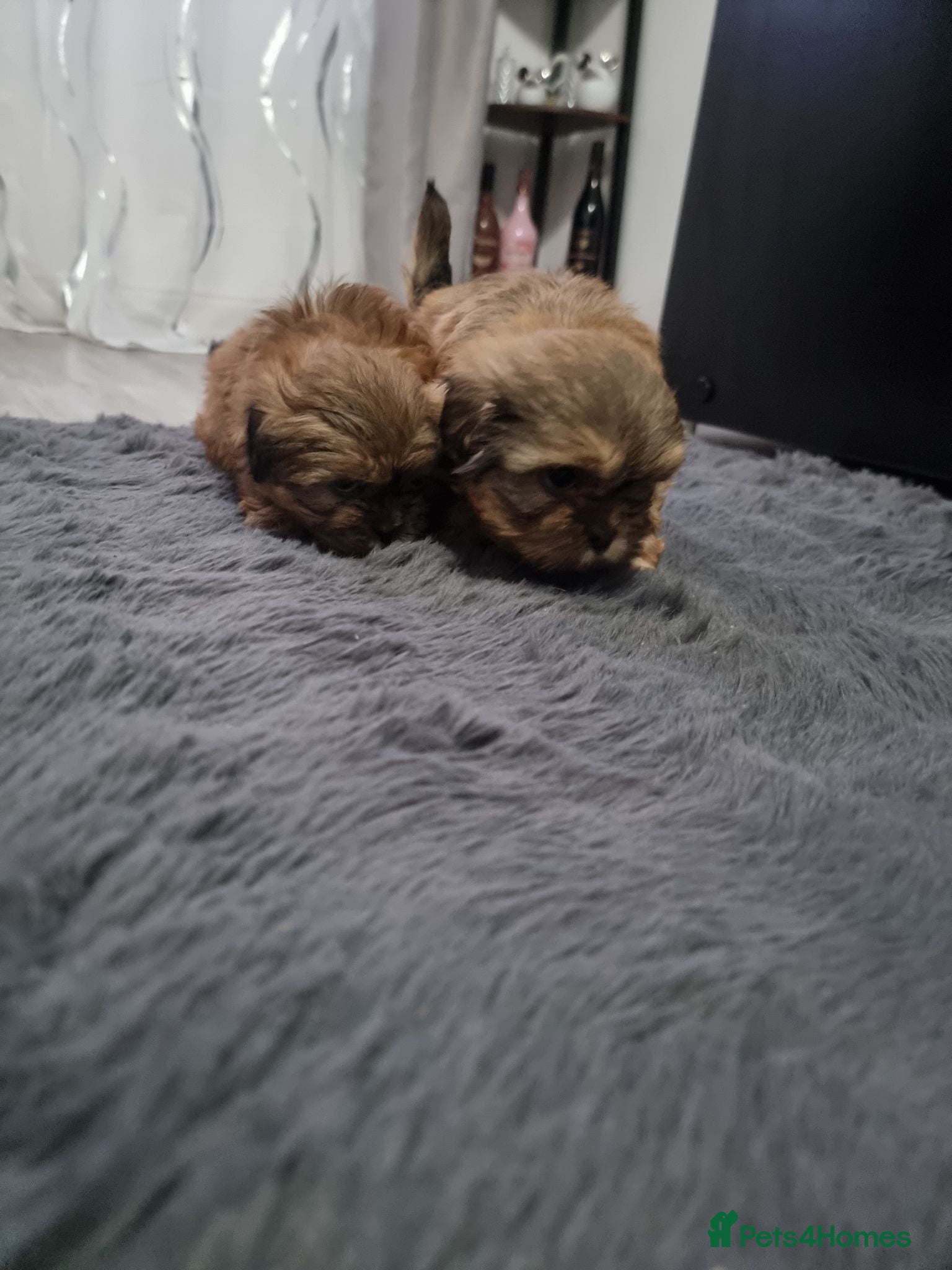 Shih Tzu dogs Shih tzu puppies - Advert 2