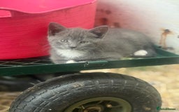 Siamese cats for sale: Stunning Siamese X Ragdoll kittens  - Image 2