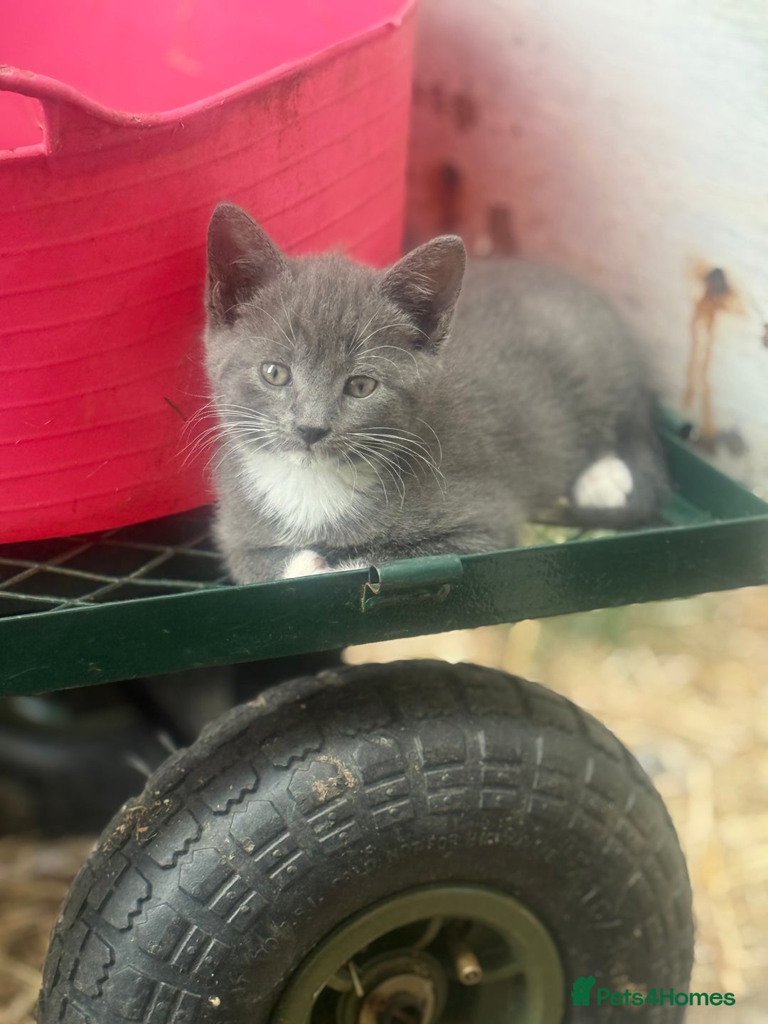 Siamese cats for sale: Stunning Siamese X Ragdoll kittens  - Image 2
