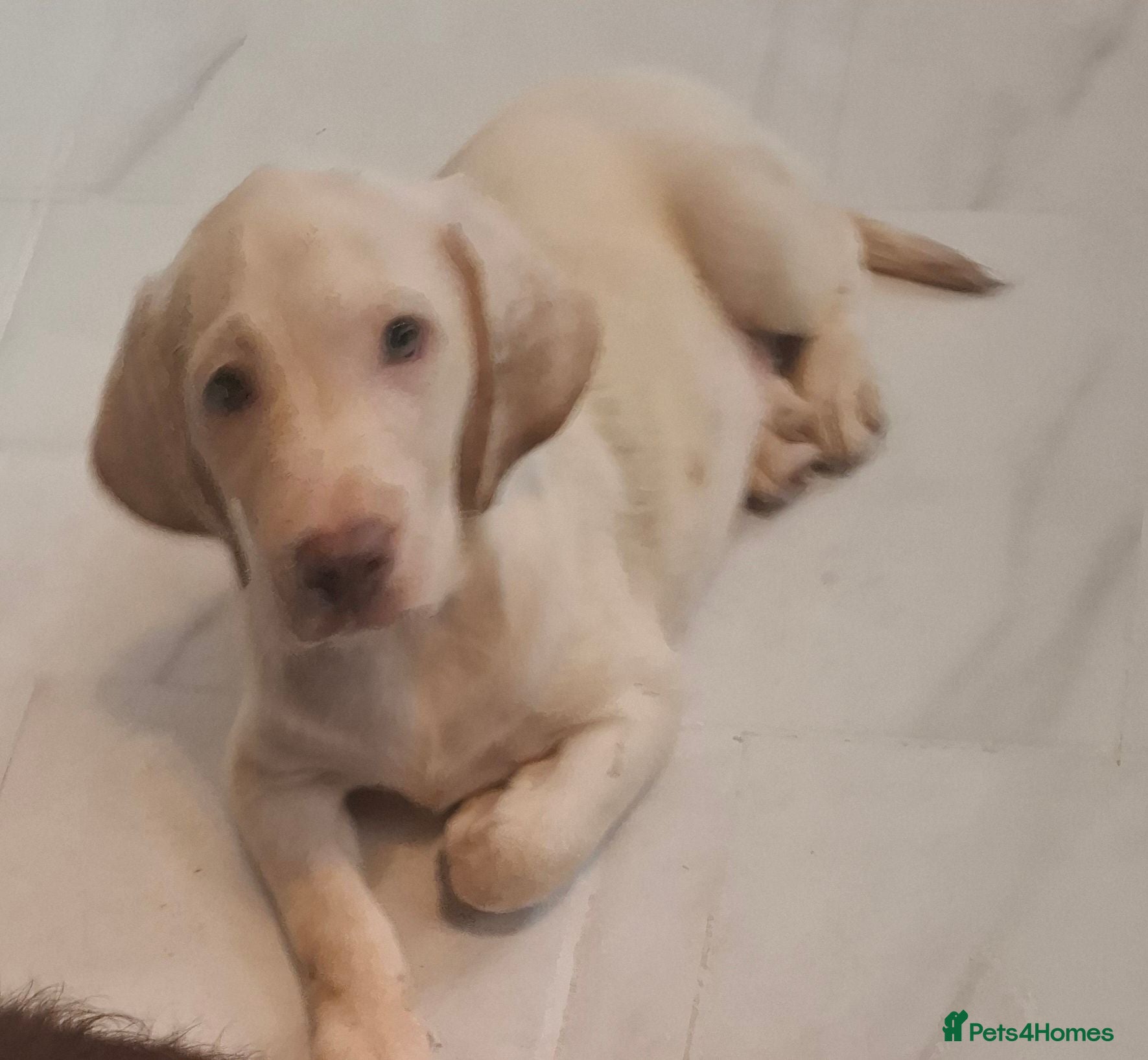 Labradoodle dogs  Last labradoodle puppy, 1 white boy left  - Advert 14