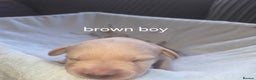 Labrador Retriever dogs for sale: Labrador puppies - Advert 6