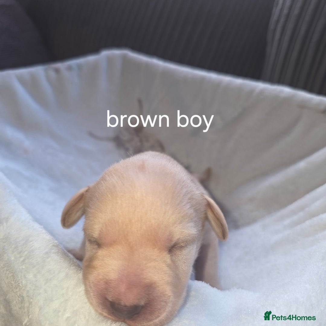 Labrador Retriever dogs for sale: Labrador puppies - Advert 6