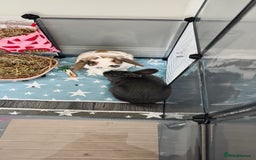 Rex rabbits for sale: 2 female rabbits - Image 1