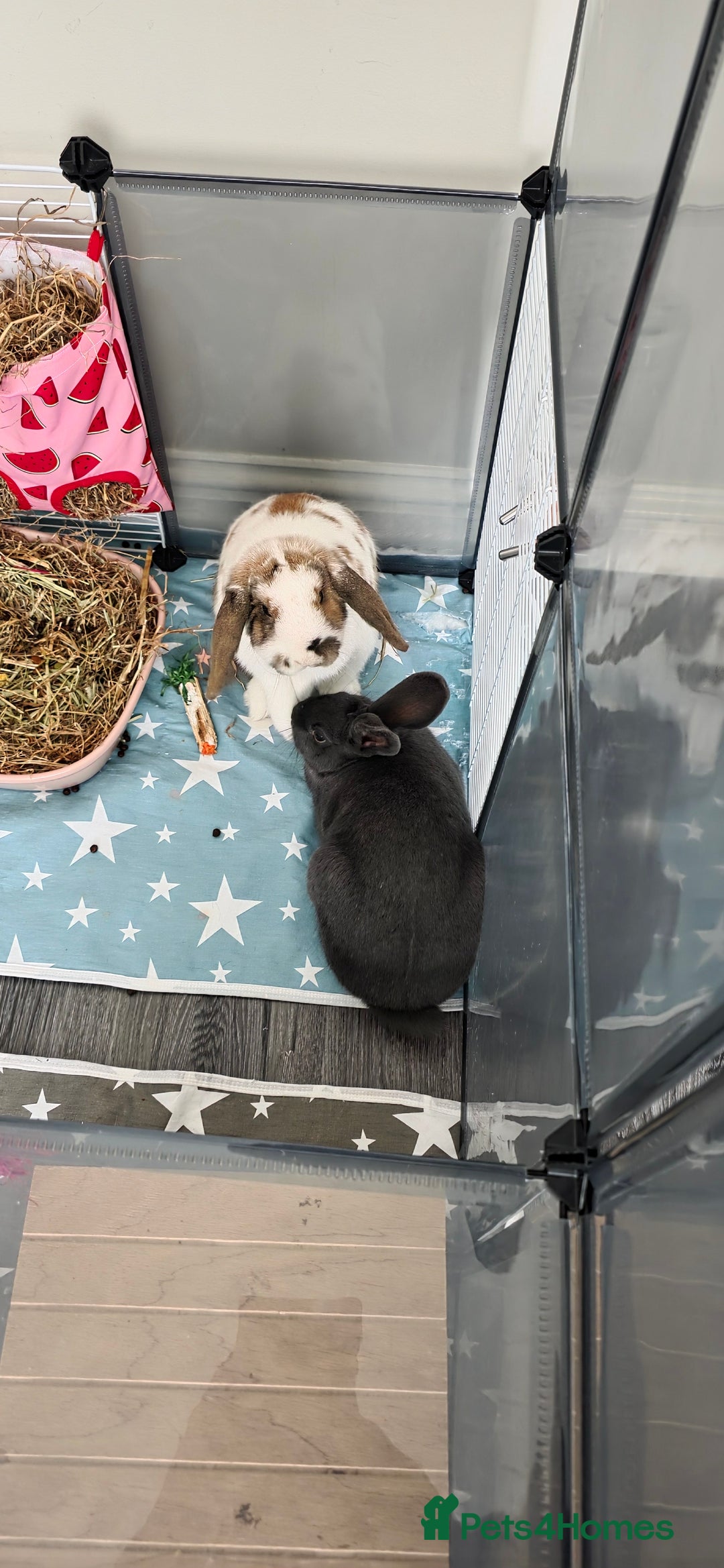 Rex rabbits for sale: 2 female rabbits - Image 1