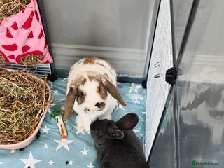 Rex rabbits for sale - Advert 1