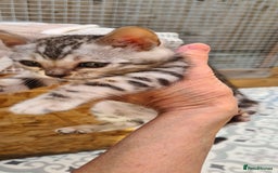 Bengal cats for sale: Full pedigree bengal kitten - Image 5