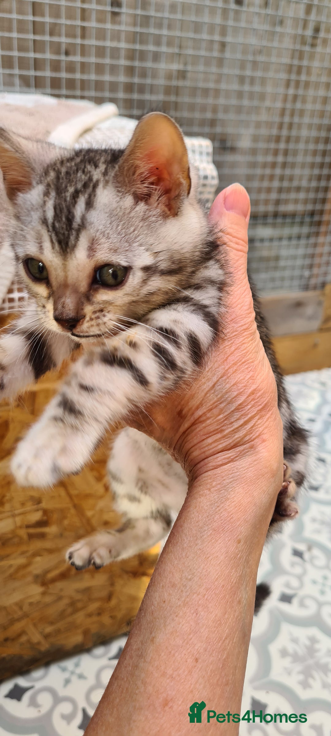 Bengal cats for sale: Full pedigree bengal kitten - Image 5