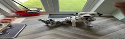 Dalmatian dogs for stud: Beautiful Male Dalmatian  - Advert 3